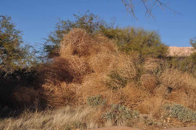 tumbleweeds